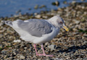 Larus thayeri